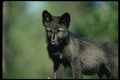 159055 Gray Wolf summer (black phase) Cub A4 Photo Print