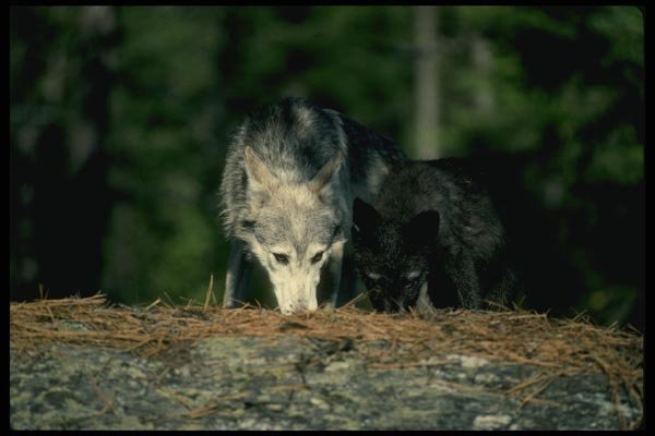 159056 Gray Wolves summer mom With (black phase) Cub A4 Photo Print