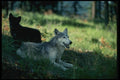 159057 Gray Wolves summer mom With (black phase) Cub A4 Photo Print