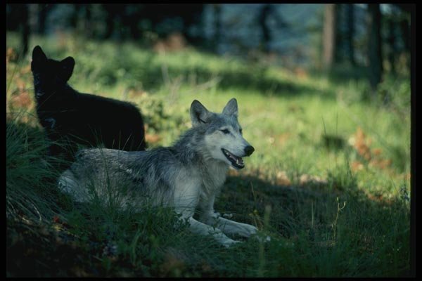 159057 Gray Wolves summer mom With (black phase) Cub A4 Photo Print