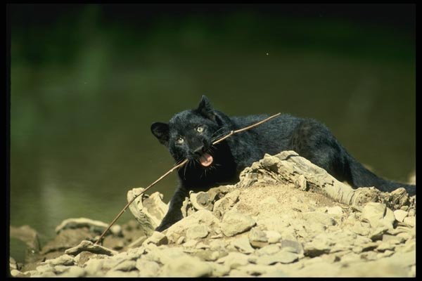159058 Leopard black Phase cub A4 Photo Print