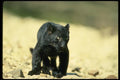 159059 Leopard black Phase cub A4 Photo Print