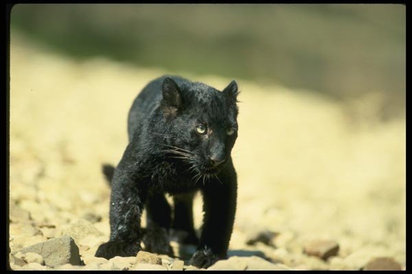 159059 Leopard black Phase cub A4 Photo Print