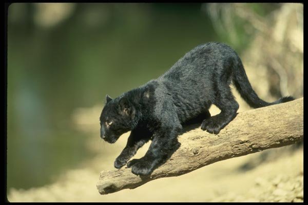 159060 Leopard black Phase cub A4 Photo Print