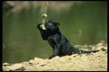 159061 Leopard black Phase cub A4 Photo Print