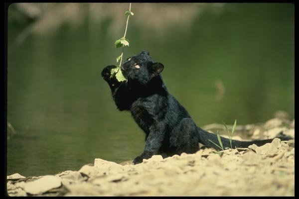159061 Leopard black Phase cub A4 Photo Print