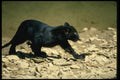 159062 Leopard black Phase cub (wet From River) A4 Photo Print