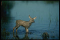 159063 Mule Deer young Fawn In Summer Marsh A4 Photo Print