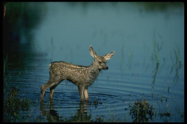 159063 Mule Deer young Fawn In Summer Marsh A4 Photo Print