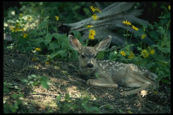 159064 Mule Deer young Fawn In Summer Meadow A4 Photo Print