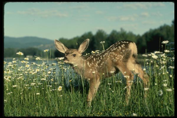 159066 Mule Deer young Fawn In Green Field Of White Daisies A4 Photo Print