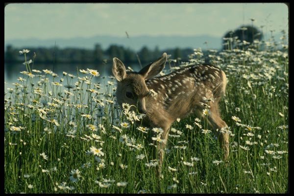 159068 Mule Deer young Fawn In Green Field Of White Daisies A4 Photo Print