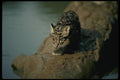 159069 Clouded Leopard small Cub On Log In River A4 Photo Print