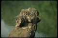 159070 Clouded Leopards small Cubs On Log In River A4 Photo Print