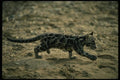 159071 Clouded Leopard small Cub Running A4 Photo Print