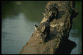 159072 Clouded Leopards small Cubs On Log In River A4 Photo Print