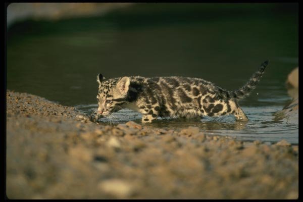 159073 Clouded Leopard small Cub Walking Through Water A4 Photo Print