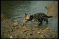 159074 Clouded Leopard small Cub Walking Thru Water A4 Photo Print