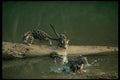 159075 Clouded Leopard small Cub Leaping From Log To River Bank A4 Photo Print