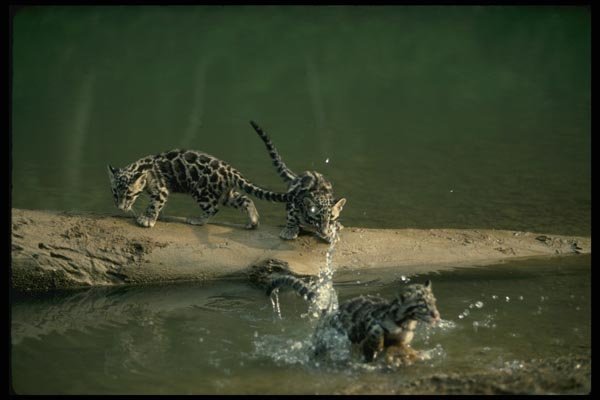 159075 Clouded Leopard small Cub Leaping From Log To River Bank A4 Photo Print