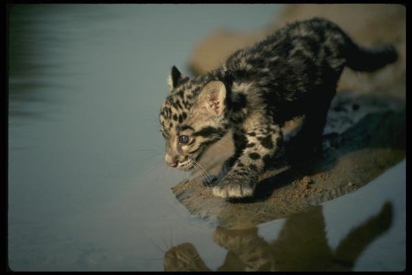 159076 Clouded Leopard small Cub On Log In River A4 Photo Print