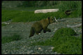 159077 Grizzly Bear yearling Cub A4 Photo Print