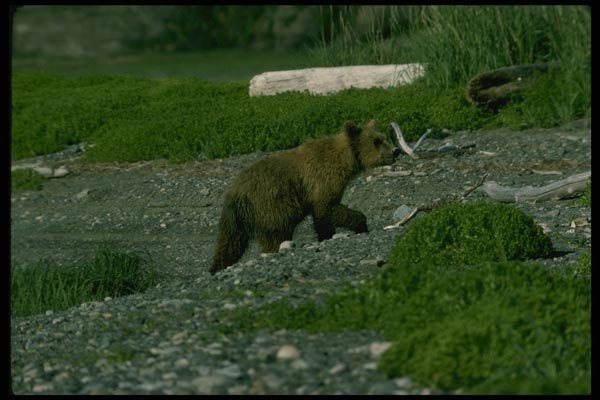 159077 Grizzly Bear yearling Cub A4 Photo Print