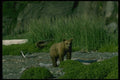 159078 Grizzly Bear curious Yearling Cub A4 Photo Print