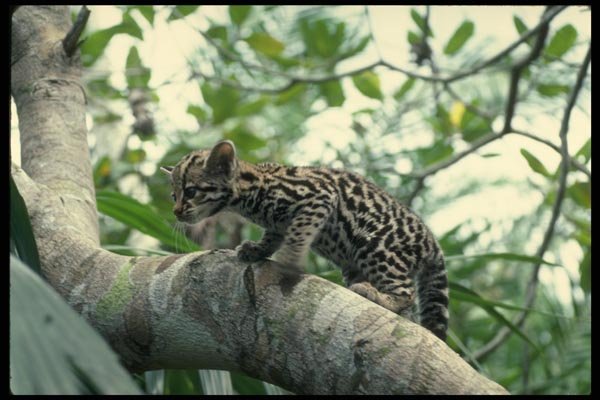 159079 Ocelot baby Climbing Tree A4 Photo Print