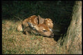 159080 White tailed Deer fawn Lying By Tree A4 Photo Print