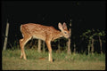 159081 White tailed Deer fawn A4 Photo Print