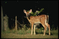 159082 White tailed Deer fawn A4 Photo Print