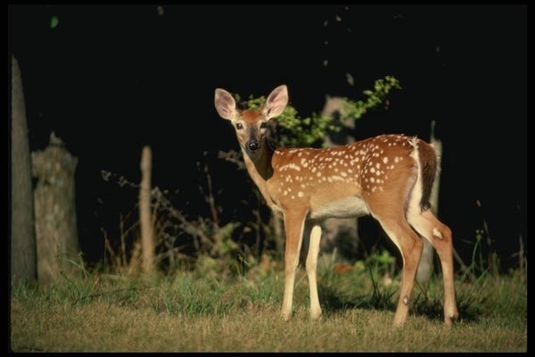 159082 White tailed Deer fawn A4 Photo Print