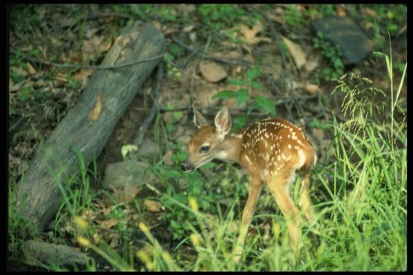159083 White tailed Deer fawn In Dappled Woods A4 Photo Print
