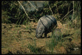 159084 Pygmy Hippo small Calf A4 Photo Print