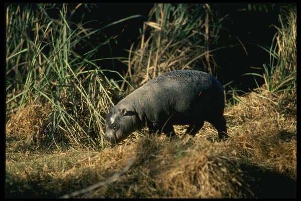 159085 Pygmy Hippo small Calf A4 Photo Print
