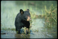 159086 Black Bear cub In Summer Marsh A4 Photo Print