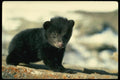 159087 Black Bear small Cub A4 Photo Print