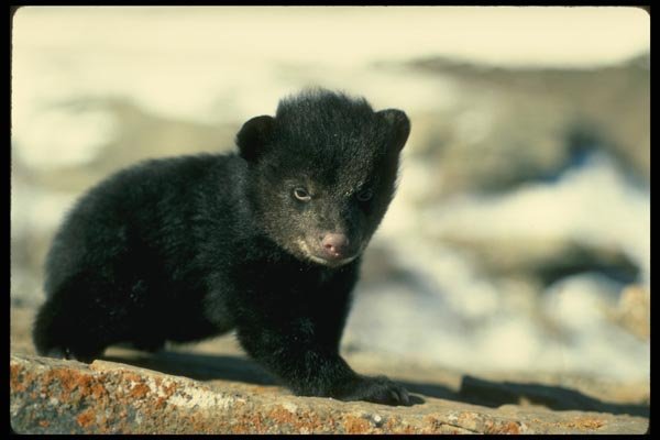 159087 Black Bear small Cub A4 Photo Print