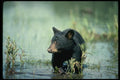 159088 Black Bear cub In Summer Marsh A4 Photo Print