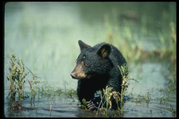 159088 Black Bear cub In Summer Marsh A4 Photo Print