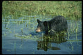 159089 Black Bear cub In Summer Marsh A4 Photo Print