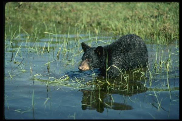 159089 Black Bear cub In Summer Marsh A4 Photo Print