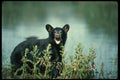 159090 Black Bear cub In Summer Marsh Yawning A4 Photo Print