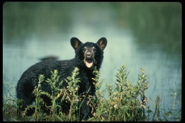 159090 Black Bear cub In Summer Marsh Yawning A4 Photo Print