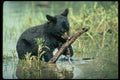 159091 Black Bear cub In Summer Marsh A4 Photo Print