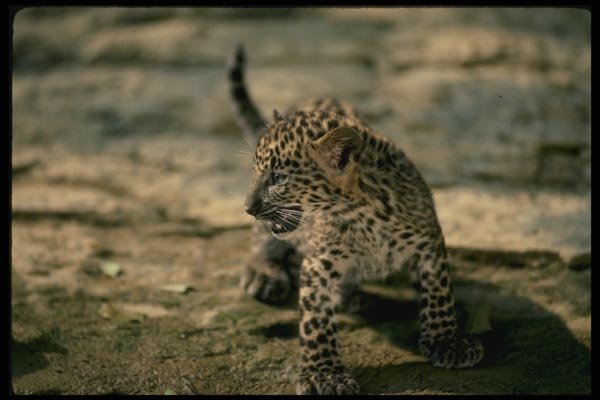 159092 Leopard young Cub A4 Photo Print
