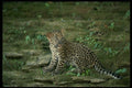 159093 Leopard young Cub A4 Photo Print
