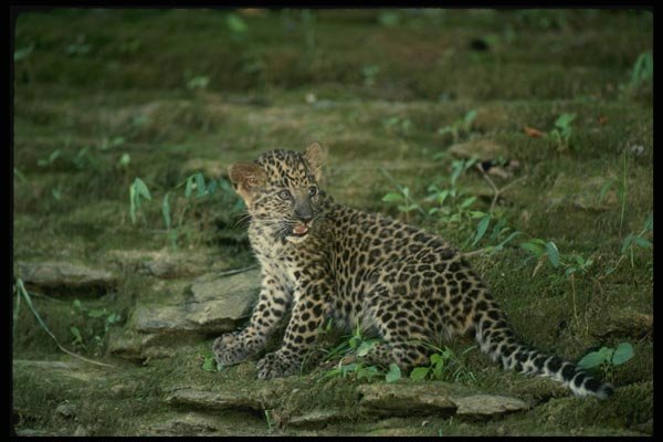 159093 Leopard young Cub A4 Photo Print