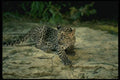 159094 Leopard young Cub A4 Photo Print